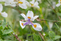 White African Iris Live Plant - White Flowering Iris, Perennial Garden Plant