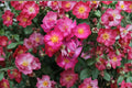 Robin Hood Rose 4 Live Cuttings – 5–7" – Hybrid Musk Rose
