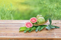 Pink Guava Tree Live Plant (Psidium guajava) 7-8 inch Starter Tree