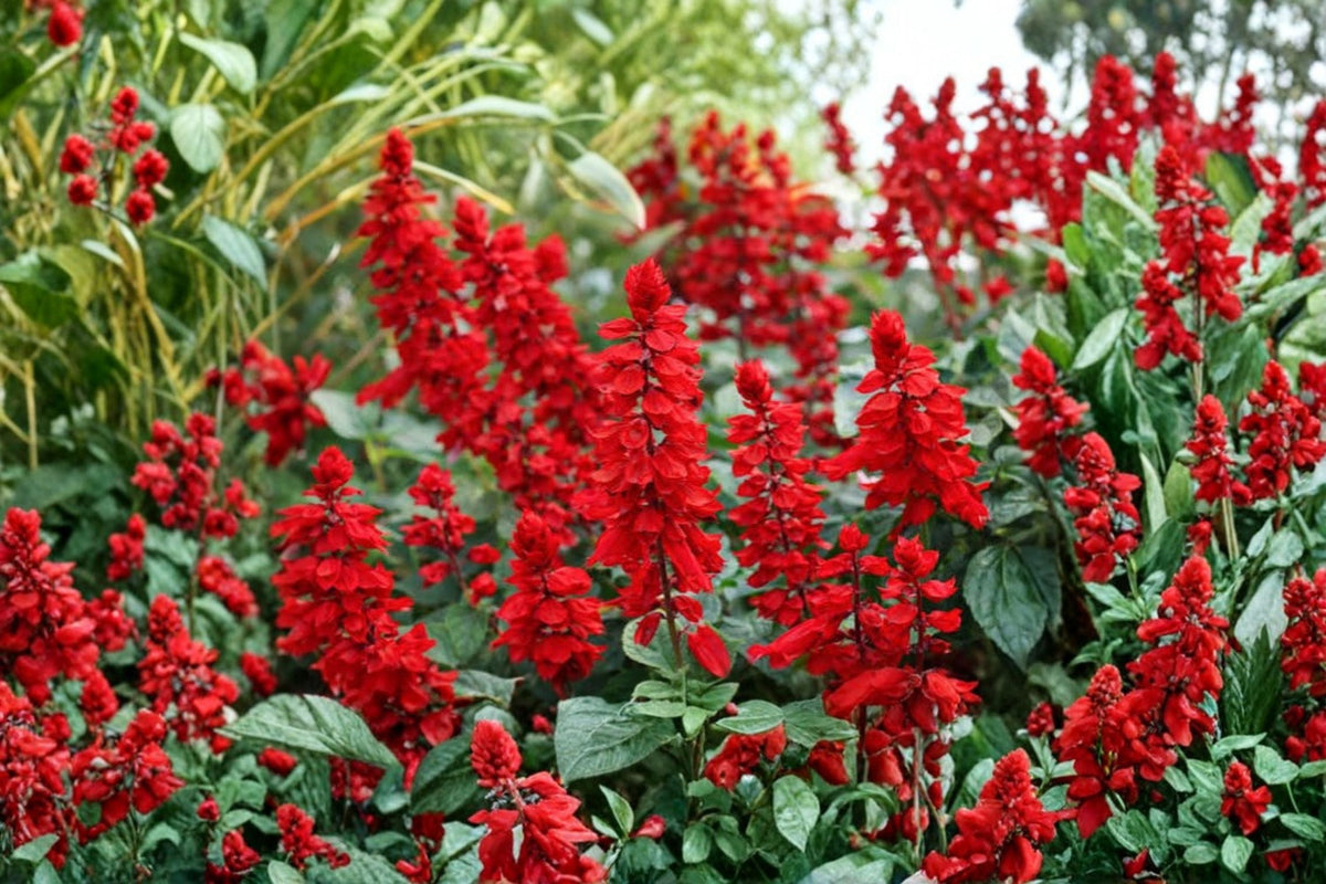 Red Salvia Live Plant - Salvia splendens (2 Plants in 4" Pot)