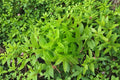 Lemon Verbena Live Plants (Aloysia citrodora) - 3 Pack, Fragrant Lemon Herb