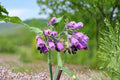 5 Bocking 14 Comfrey Root Cuttings - Fresh Live Comfrey Roots (Bare Root Starter)