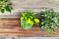 Philodendron Brasil Cuttings - 3 Fresh Unrooted Variegated Philodendron Brasil Cuttings