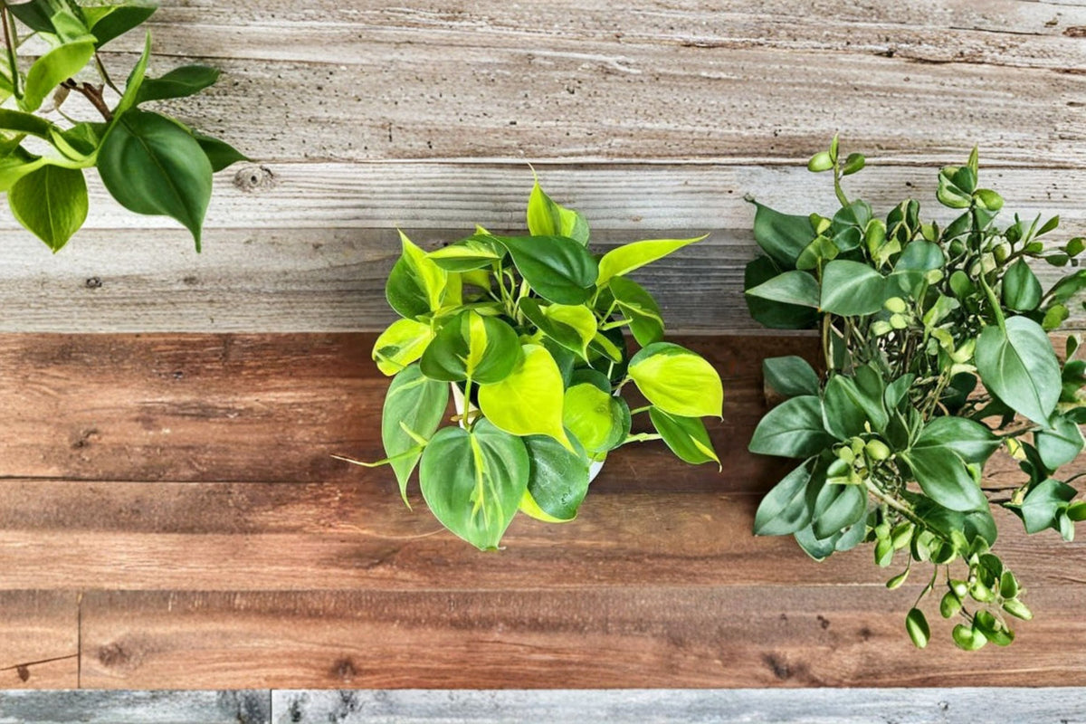Philodendron Brasil Cuttings - 3 Fresh Unrooted Variegated Philodendron Brasil Cuttings