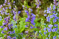 Blue Lobelia Live Plant - Lobelia erinus, 4" Pot