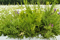 Golden Arborvitae Live Plant - Evergreen Shrub with Golden Green Foliage, Quart Pot