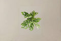 Monstera Adansonii Live Plant - Swiss Cheese Plant, 6-Inch Pot