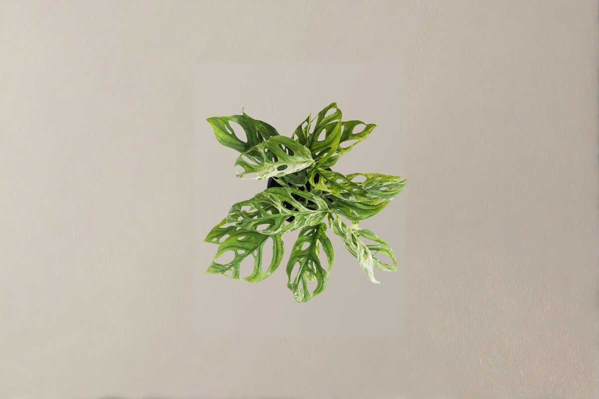 Monstera Adansonii Live Plant - Swiss Cheese Plant, 6-Inch Pot