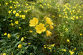 Evening Primrose Live Plant (Oenothera biennis) - Yellow Flowers | 3-Inch Starter Pot