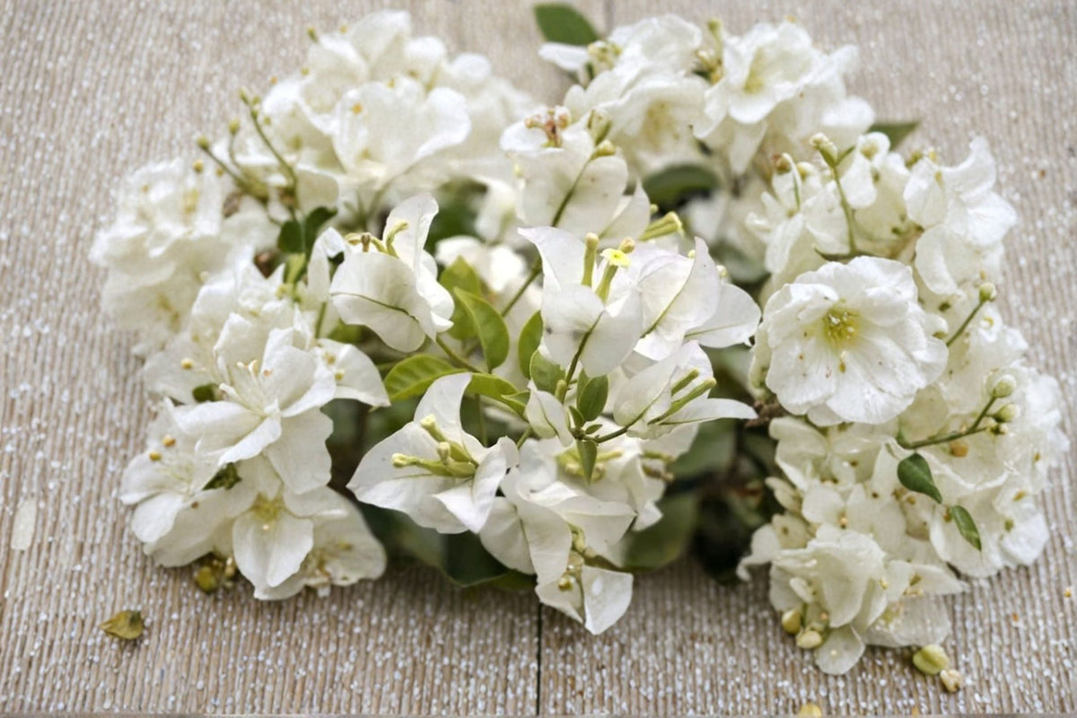 White Bougainvillea Live Plant - White Flowering Vine, 4-Inch Pot