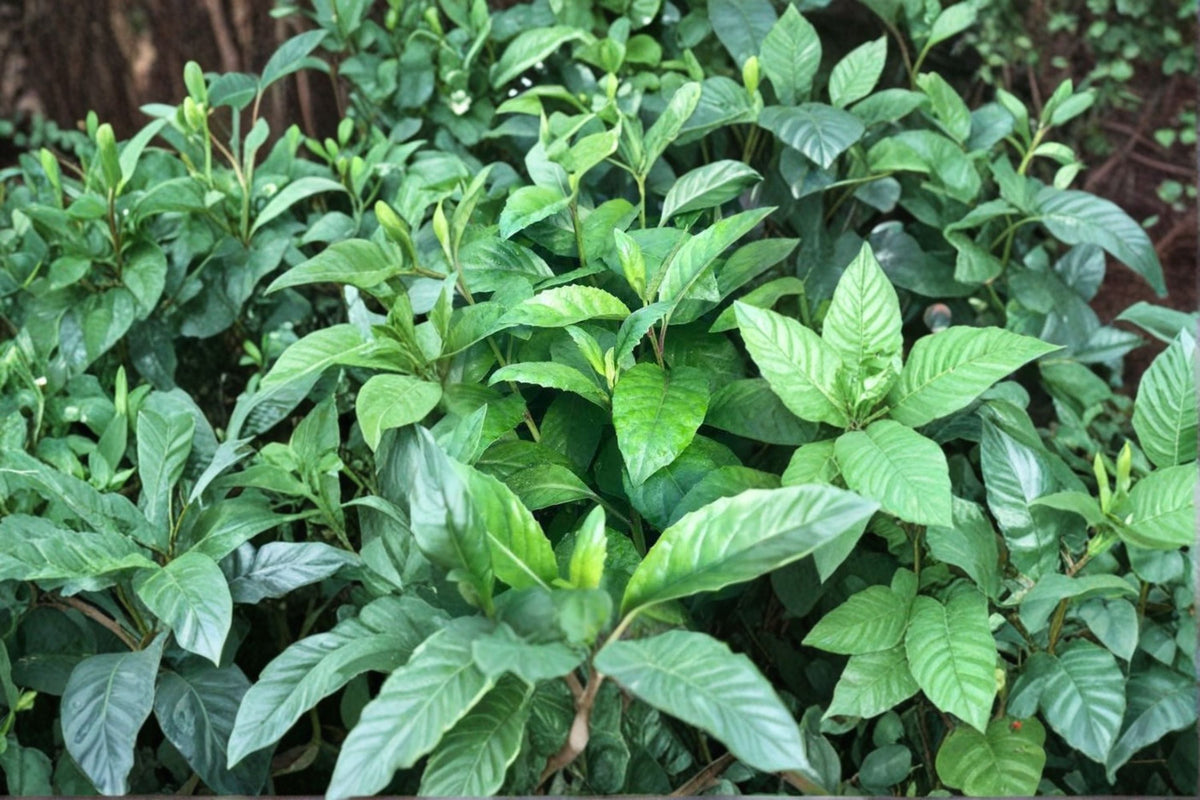 Longevity Spinach Cuttings (Gynura procumbens) - 6 Inch Unrooted Live Cuttings