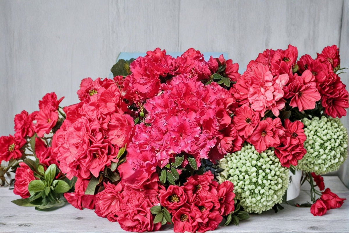 Red Ruffle Azalea Live Plant – Full Gallon Pot – Rutherford Hybrid