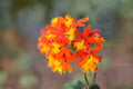 Epidendrum radicans Orange Orchid Cuttings - 2 Live 6-8 inch Reed Stem Cuttings