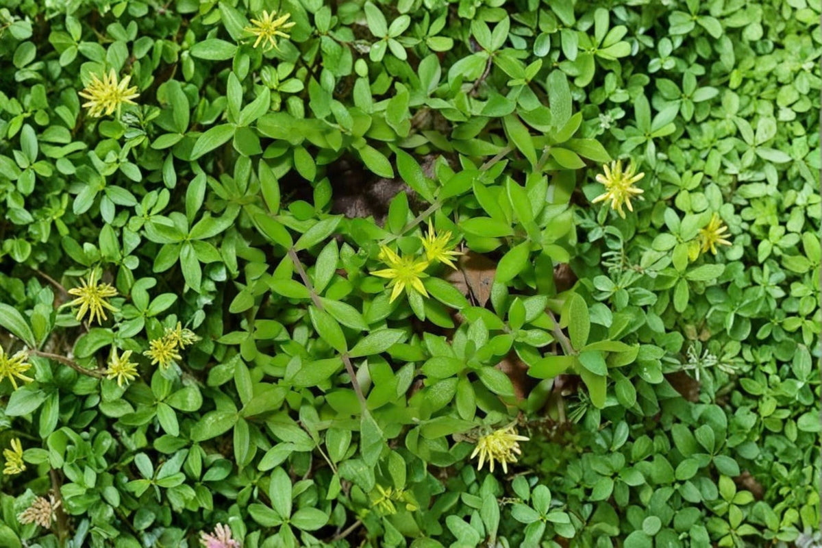 Sedum sarmentosum Cuttings - 50 Fresh Unrooted Creeping Stonecrop Ground Cover