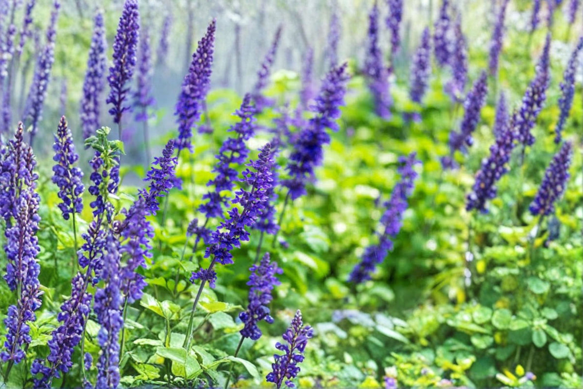Salvia Mystic Blue Live Plant - Blue Flowering Sage, Perennial in 4-Inch Pot