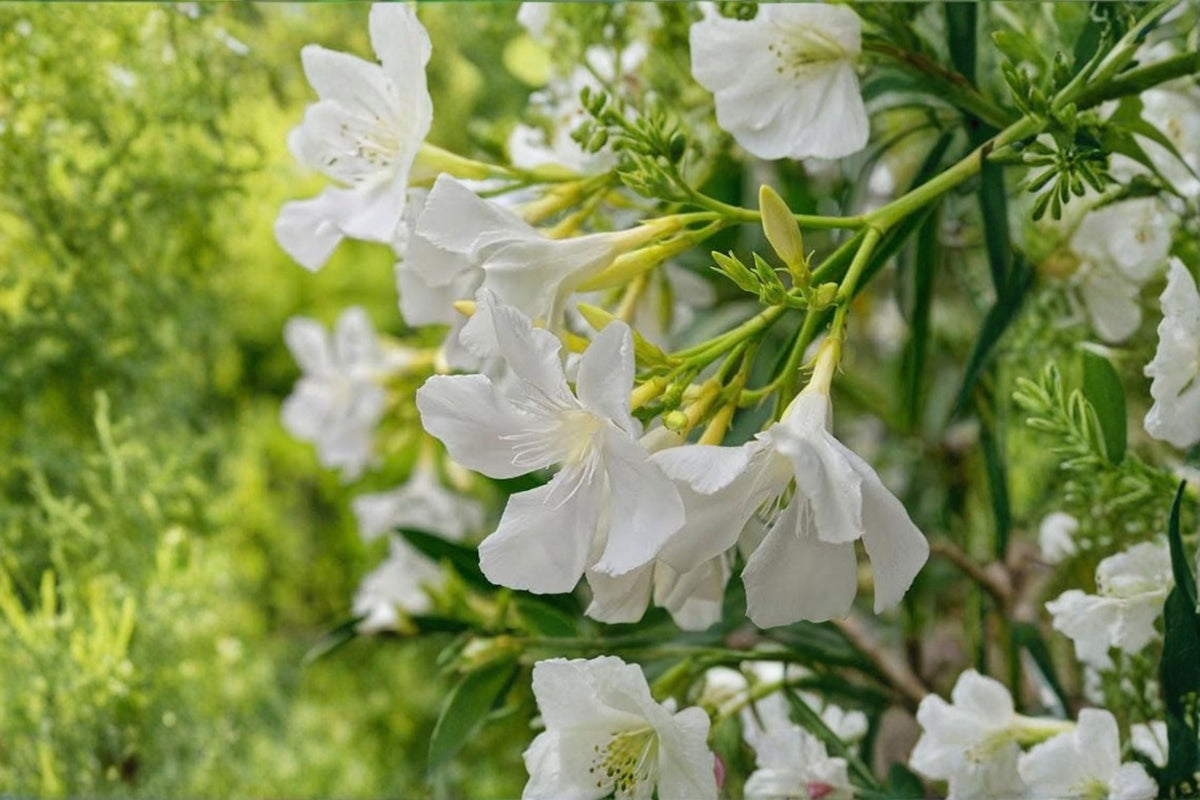 White Oleander Cuttings (10) - Unrooted 4-6 inch Oleander Cuttings for Rooting Propagation