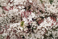 Pink Star Jasmine Cuttings - 5 Fresh Unrooted Jasmine Cuttings for Propagation