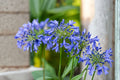 Blue African Agapanthus Live Plant – 6-8 Inch Starter (Blue Lily of the Nile)