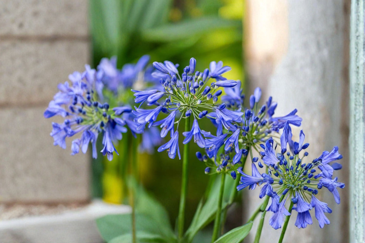 Blue African Agapanthus Live Plant – 6-8 Inch Starter (Blue Lily of the Nile)