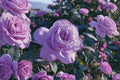 Blue Girl Rose Live Plant - Mauve Lavender Hybrid Tea Rose