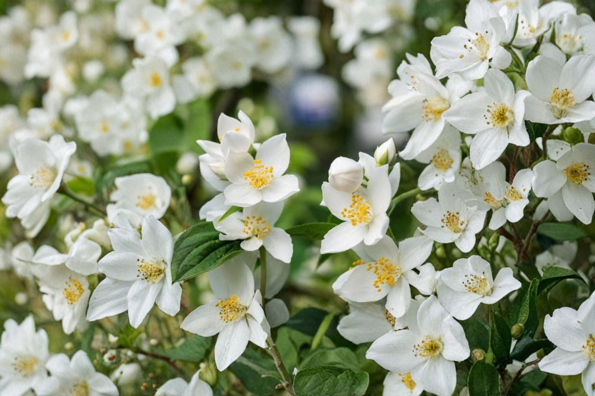 Sweet Mock Orange Cuttings - 10 Fresh Unrooted Live Plant Cuttings for Propagation