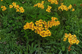 Mexican Tarragon 2 Live Plants – 4" Size – Tagetes lucida – No Pot
