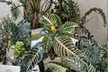 Zebra Plant (Aphelandra squarrosa) Live - Zebra Houseplant, Tropical Foliage