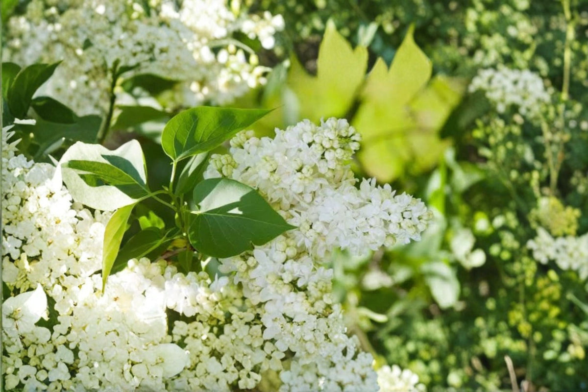 Madame Lemoine Lilac Live Plant - White Double Lilac Shrub, Fragrant, Hardy, Zones 3-7, 8-Inch