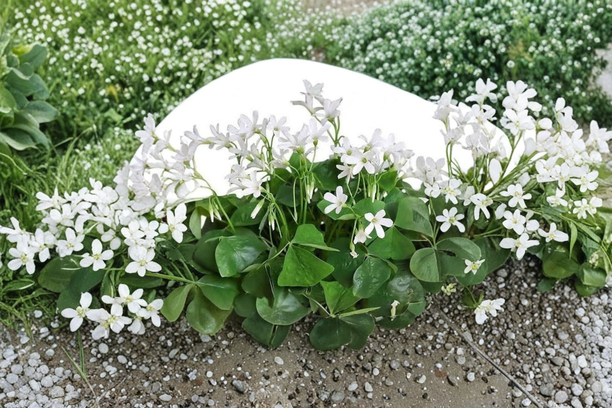 Oxalis Shamrock Live Plant - Green Shamrock, Shade-Loving Indoor Foliage (Small Pot)