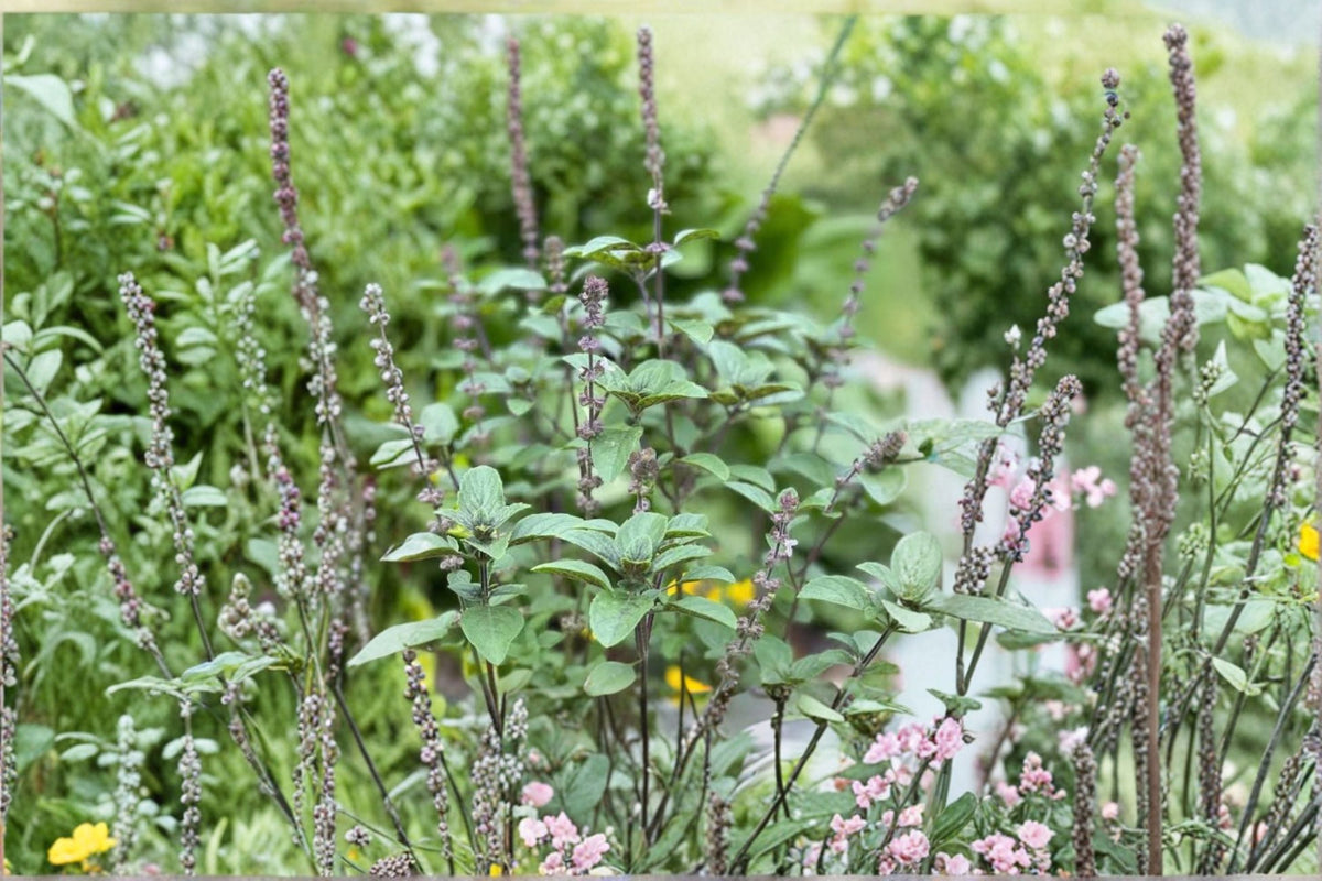 African Blue Basil Live Plant (Ocimum africanum) - 4" Rooted Herb, Edible Fragrant Basil