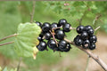 Crandall Black Currant Live Plant – Edible Fruit Shrub, Fall Planting