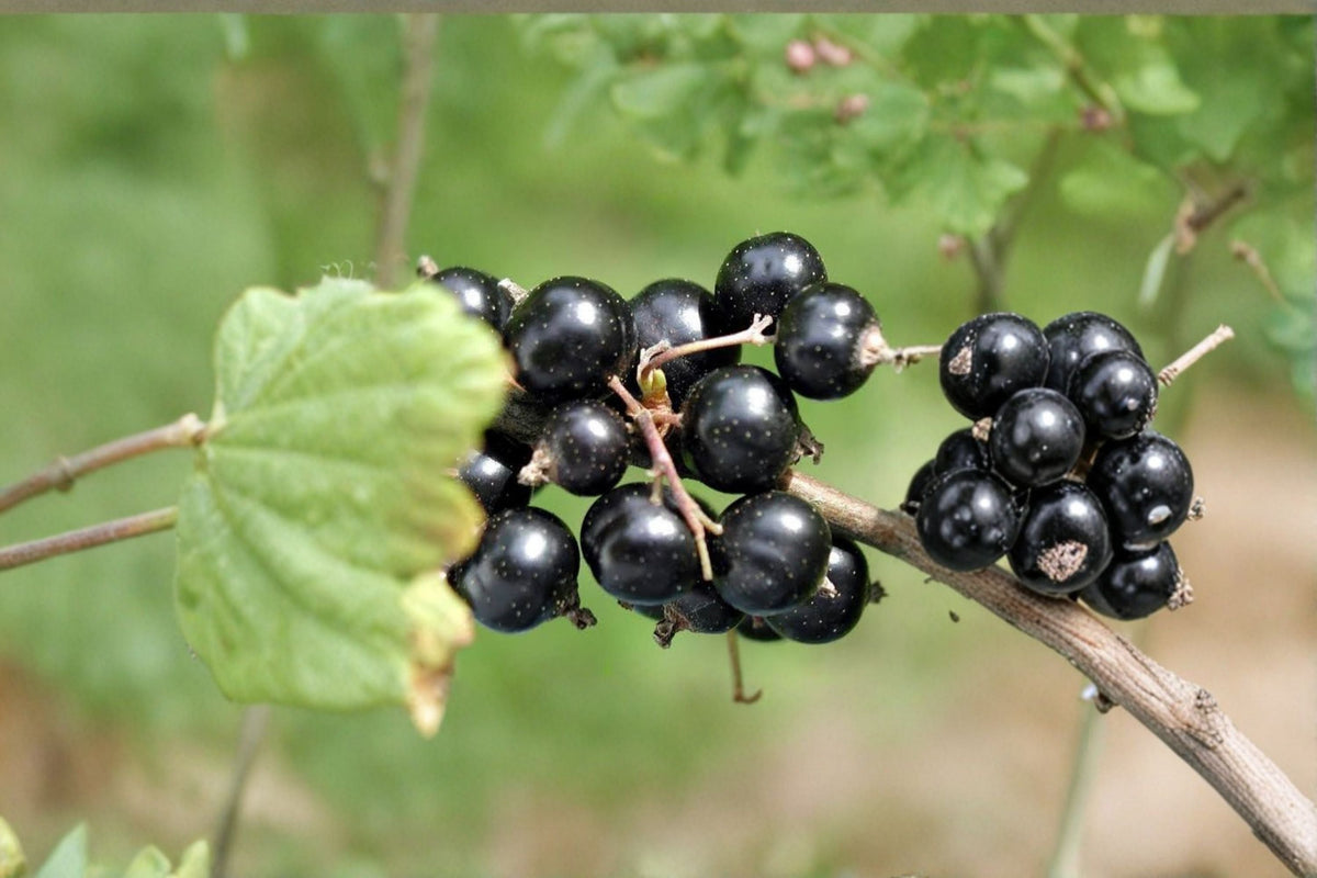 Crandall Black Currant Live Plant – Edible Fruit Shrub, Fall Planting