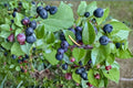 Wild Huckleberry Live Plant (Vaccinium ovatum) - Evergreen Berry Shrub, 1 Gallon Pot