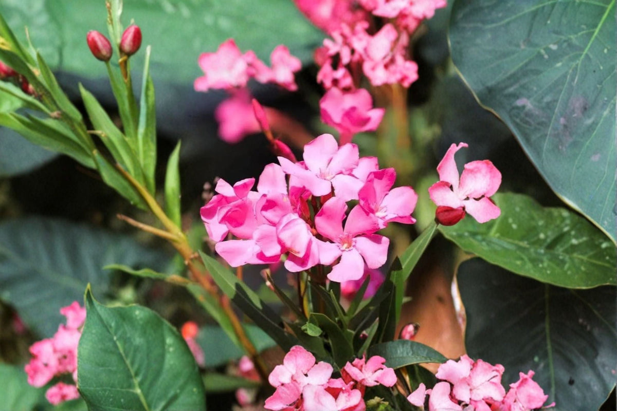Oleander Plant - 2 Pink Live Starter Plants (5-8 inches) Outdoor Garden Shrub