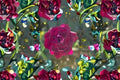 3 Burgundy Iceberg Rose Cuttings - Unrooted Live Rose Cuttings, 6 inch - Red Burgundy Rose for Propagation
