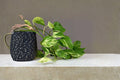 Pothos Vine Live Plant – 6-Inch Pot, Trailing Indoor Tropical Plant