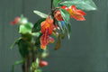 Nematanthus brasiliensis Live Cuttings - 3 Woody Gesneriad Cuttings, 4 Inch, Yellow & Red Flowers