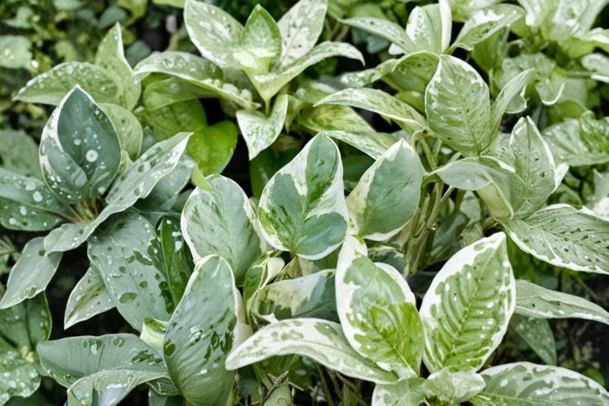 Pearls and Jade Pothos Live Plant - Variegated Epipremnum aureum, 4-Inch Pot