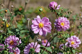 Pink Japanese Anemone Live Plant - Bare Root Perennial Flower