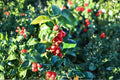 China Girl Holly Live Plant - Ilex x meserveae 'China Girl' Evergreen Holly Shrub, 6-12 Inch, Quart Pot