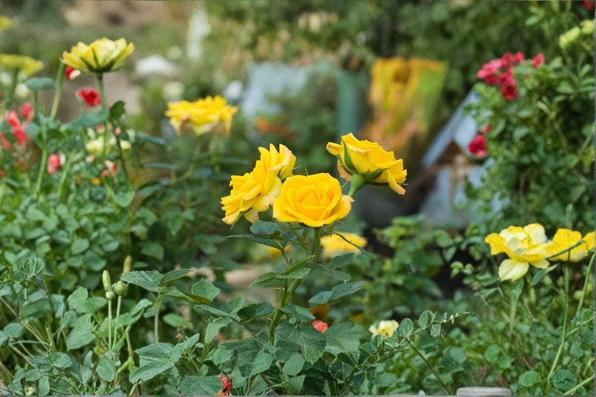 Yellow Mini Rose Live Plant - 4-8 Inch Tall Miniature Rose Bush in 4 Inch Pot