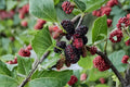 Dwarf Everbearing Mulberry Live Plant - 4-8 Inch Starter Plant, No Pot