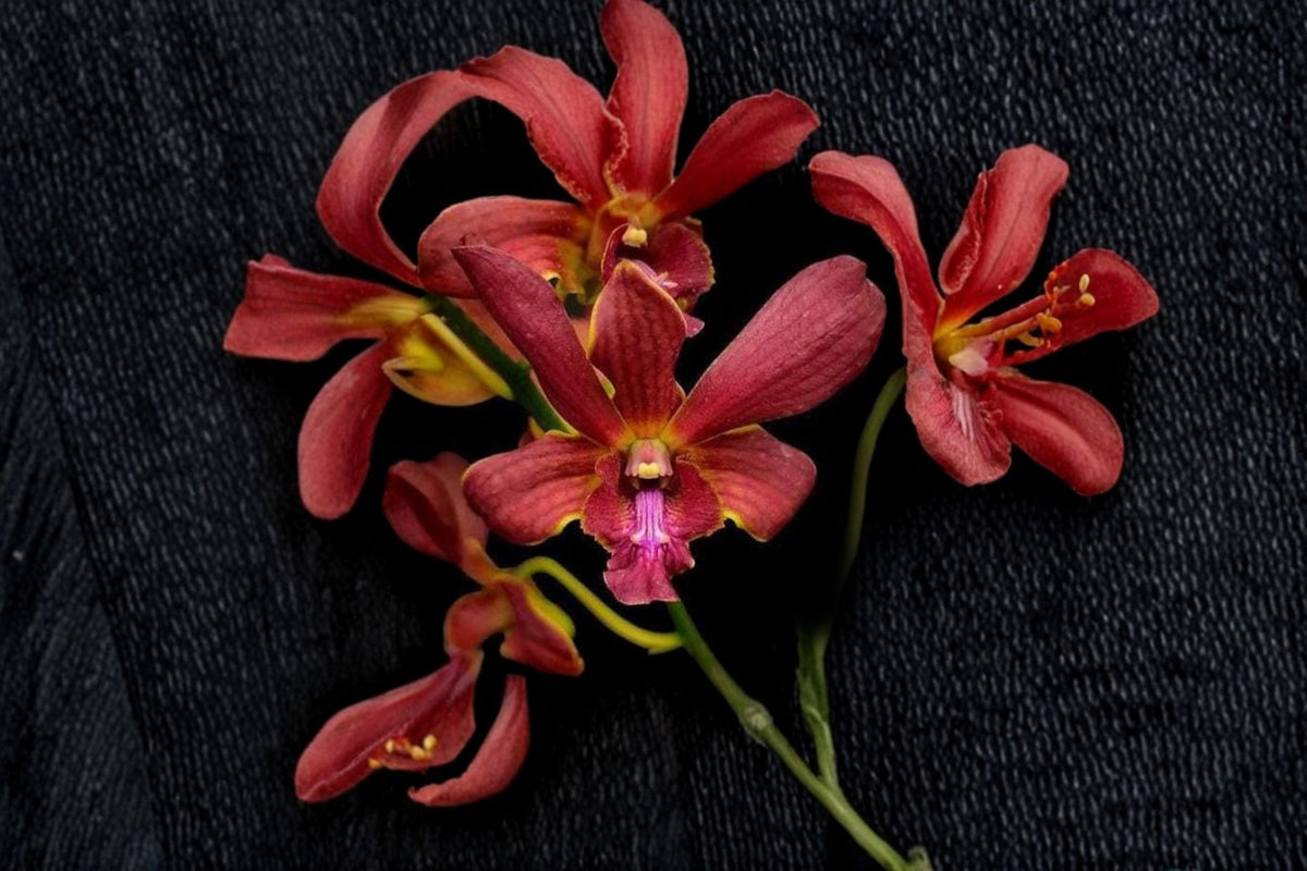 Dendrobium Red Spin Brown Orchid Live Plant