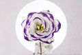 Lisianthus Excalibur Blue Picotee Live Plant - 2 Inch Pot