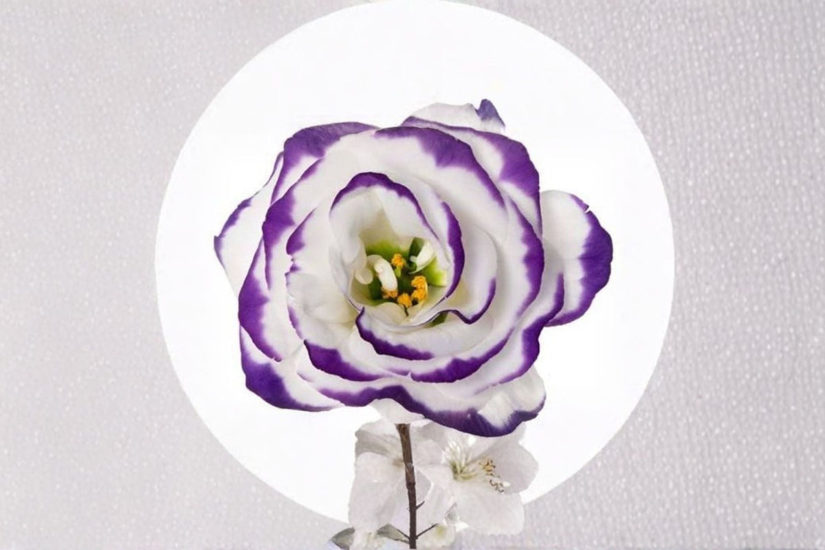 Lisianthus Excalibur Blue Picotee Live Plant - 2 Inch Pot