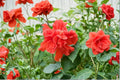 Red Dragon Hibiscus Cuttings - 10 Fresh Hibiscus rosa-sinensis Cuttings