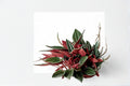 Peperomia Rosso Live Plant - Red & Green Peperomia, 4-Inch Pot