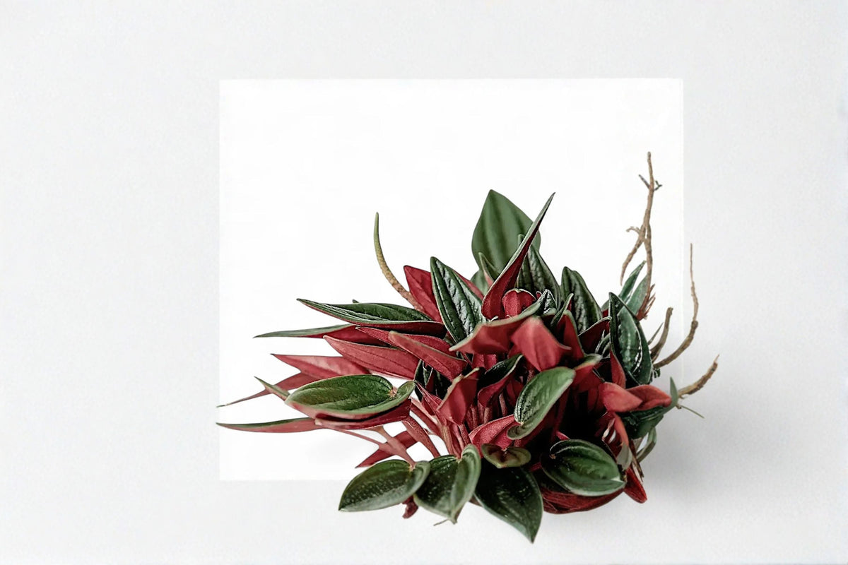 Peperomia Rosso Live Plant - Red & Green Peperomia, 4-Inch Pot