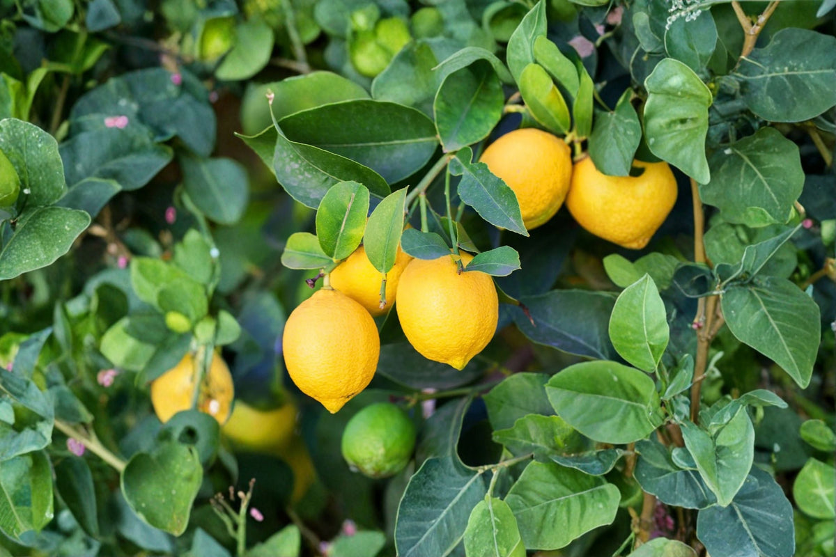 Meyer Lemon Tree Live Plant - Citrus × meyeri, 12-15 in, 5 in Pot