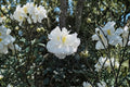 Camellia japonica 'Chisato-No-Aki' Live Plant - Starter Evergreen Shrub, Shade to Partial Sun, Zones 7-10